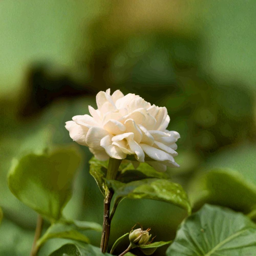 Little Duke Jasmine Plant - 4 Inch Pot - Fragrant Double Bloom - Jasminum sambac - Cold Tolerant Arabian Jasmine