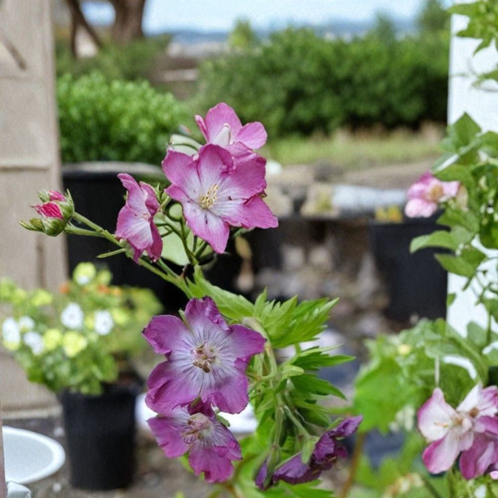 Mottisfont Rose Geranium Seeds | 25+ Seeds | Pelargonium Flower Seeds | Vibrant Garden Blooms | Easy to Grow for Containers