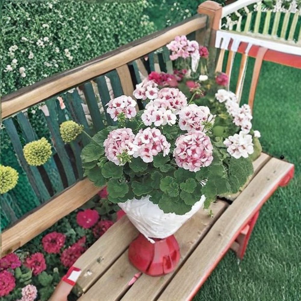 Maverick Star Geranium Seeds - 100 Pelargonium Flower Seeds - Blush Pink Zonal Mix - Pelargonium x hortorum