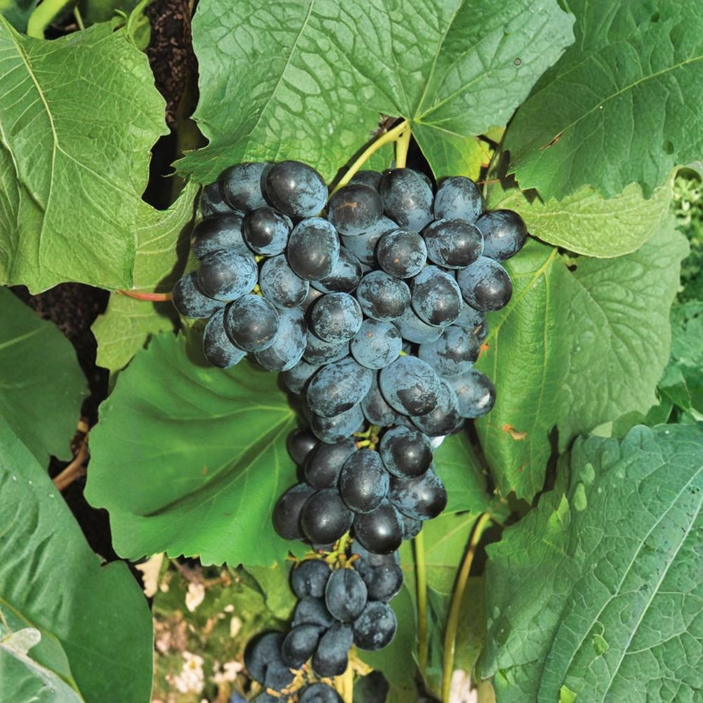 Faith Seedless Grape Cuttings - 5 Pack | Vitis Hybrid White Table Grape | Early Sweet, Cold Hardy Variety for Home Vineyard