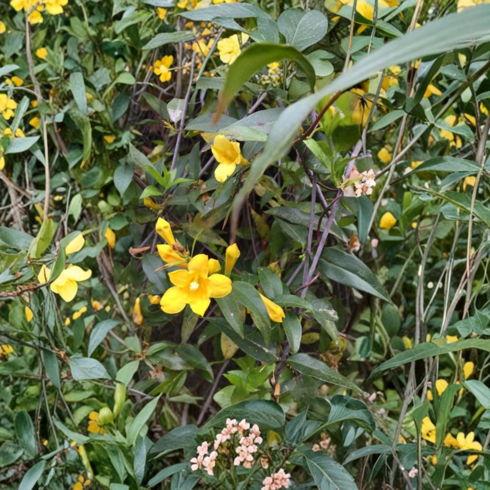 Carolina Yellow Jasmine Seeds | 25+ Fresh Gelsemium sempervirens | Fragrant Evergreen Vine | Fast Growing Climber