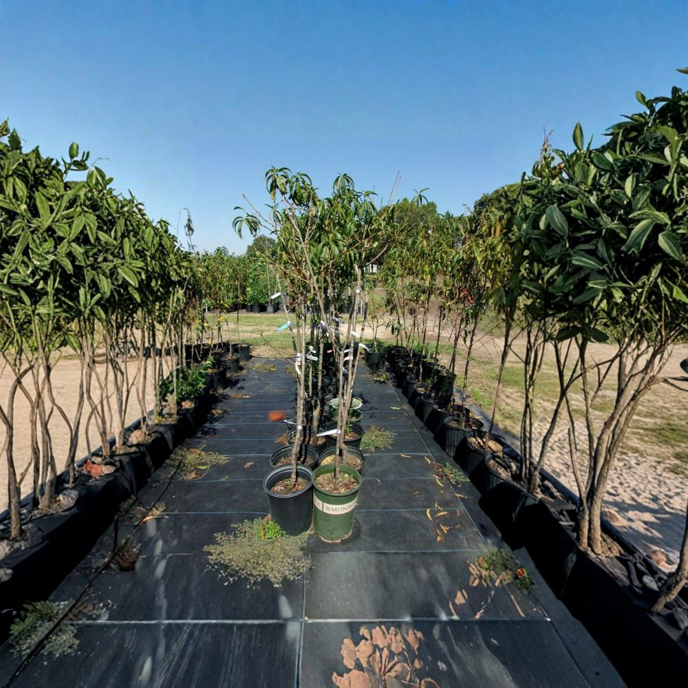 J.H. Hale Peach Tree 4-6 Feet - Sweet Juicy Freestone Peaches - Prunus persica - Easy to Grow for Home Gardens