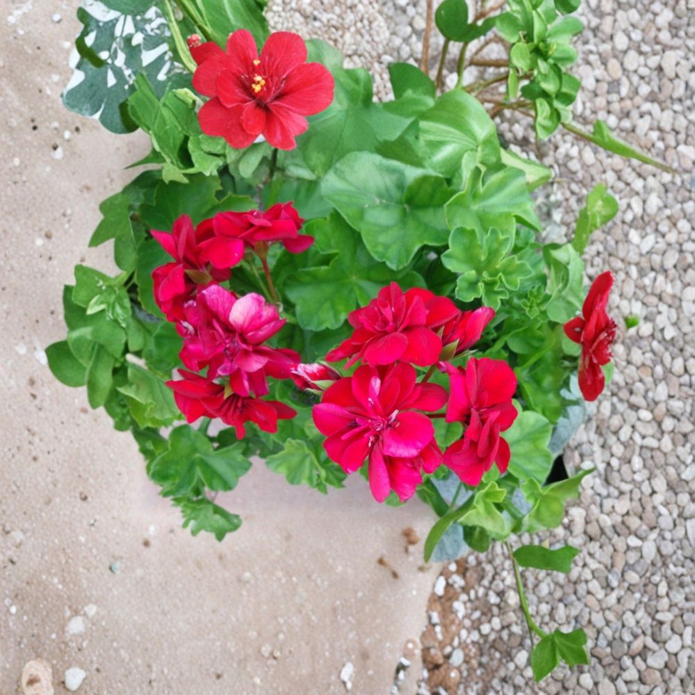 Ivy Geranium Cuttings - 3 Live Rose Red Pelargonium peltatum Starters | Fragrant Trailing Plants for Patio & Baskets