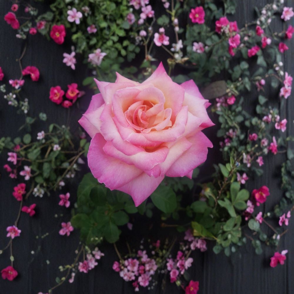 Kordes Perfecta Rose Bush - 5 Gallon Everblooming Hybrid Tea - Elegant Bi-Color Blooms - Rosa Hybrid Tea 'Kordes Perfecta'