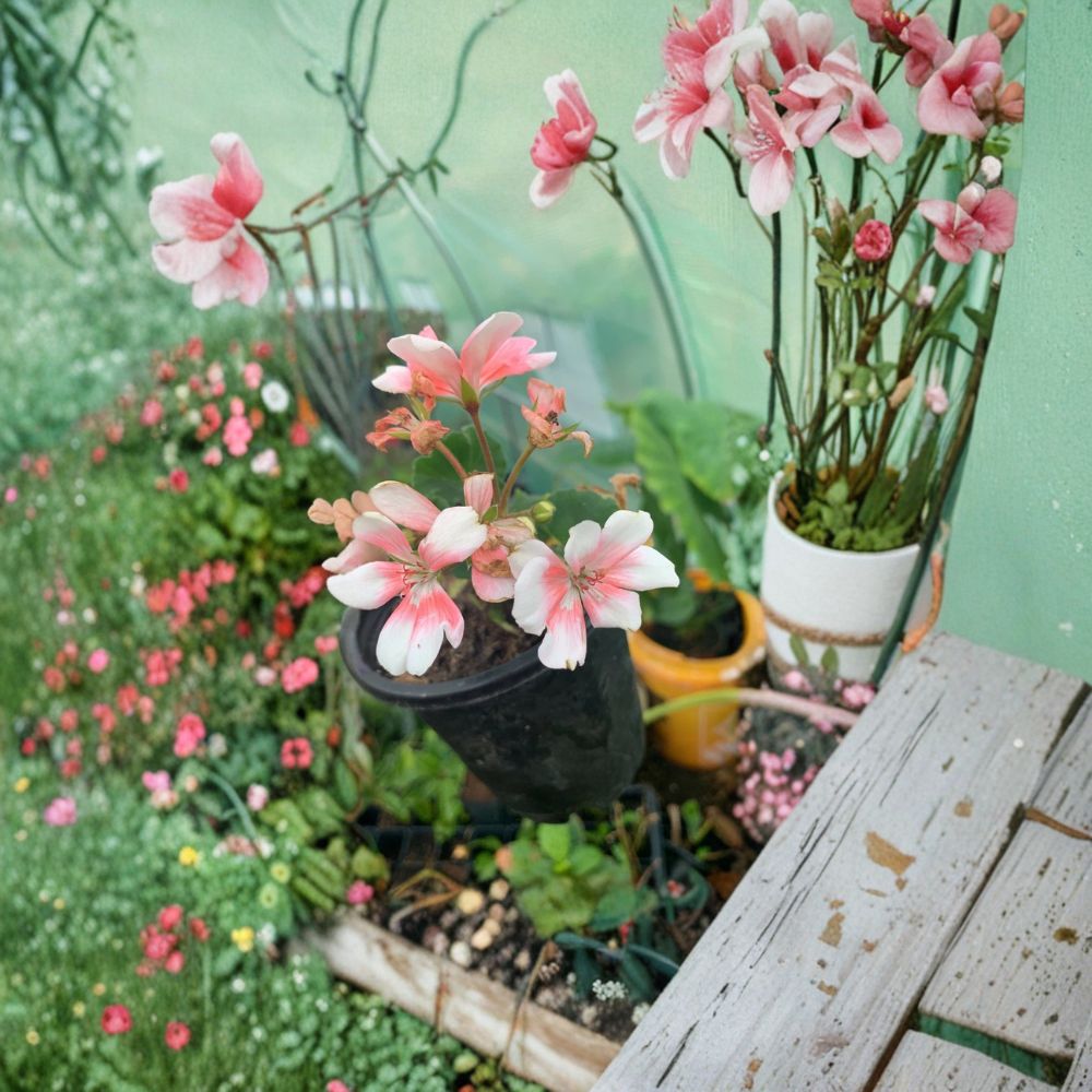 Savannah Light Salmon Geranium Live Plant | Pelargonium zonale | Well Rooted | Easy to Grow | Perfect for Patio & Garden