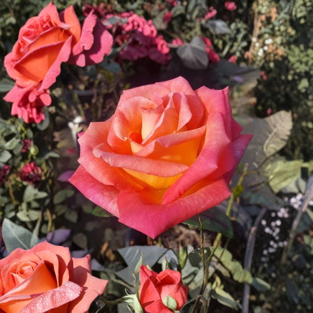 Mikado Hybrid Tea Rose Bush Plant | 2 Gallon | Scarlet Yellow Bi-Color Blooms | Rosa Hybrid Tea Group 'Mikado'