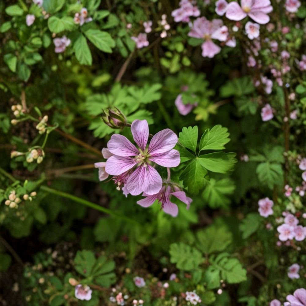 Wild Geranium Roots | 5 Bare Roots | Cranesbill Purple Flowers | Geranium maculatum | Shade Garden Favorite