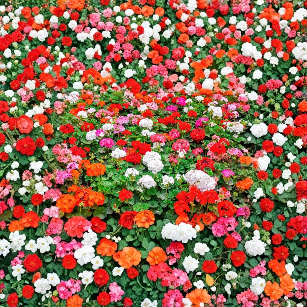 Mixed Color Geranium Seeds - 10 Pelargonium Zonale Flower Seeds | Pink Purple Red Salmon Blooms for Garden & Patio