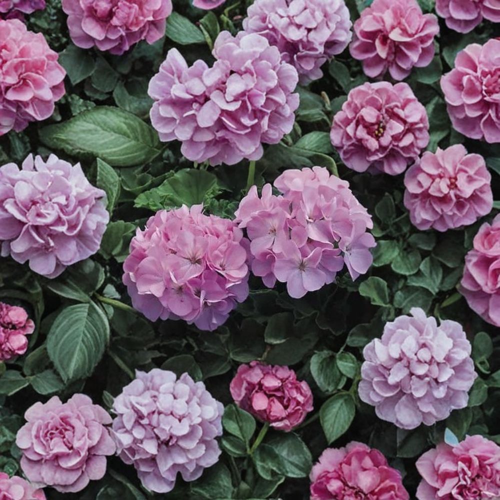 Maverick Quicksilver Geranium Seeds - 100 Pelargonium Seeds - Silvery Lavender Blooms - Easy to Grow Garden Flowers