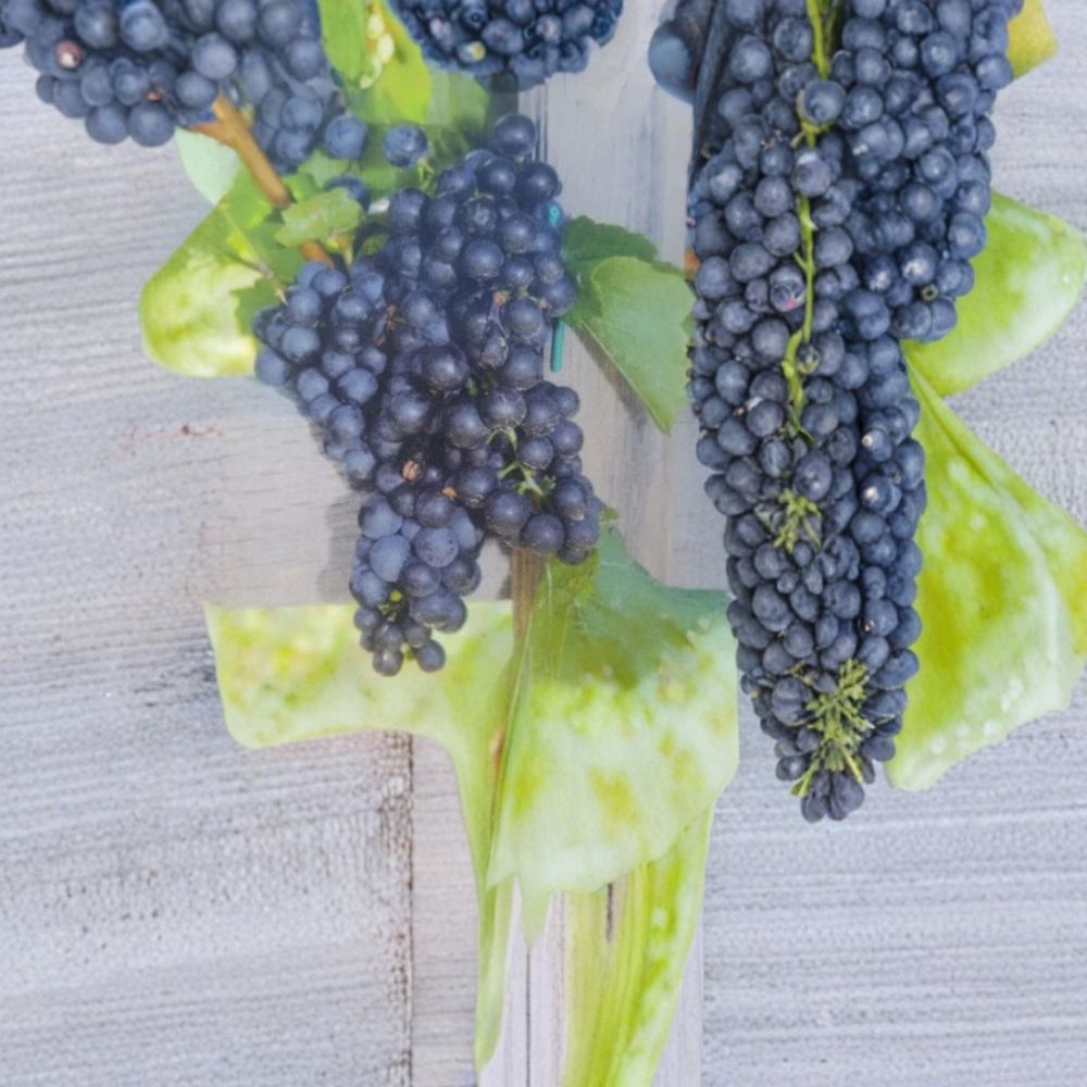 Mars Seedless Grape Vine - 1 Gallon Live Plant - Sweet Seedless Grapes - Vitis 'Mars' - Home Vineyard Favorite, Easy to Grow