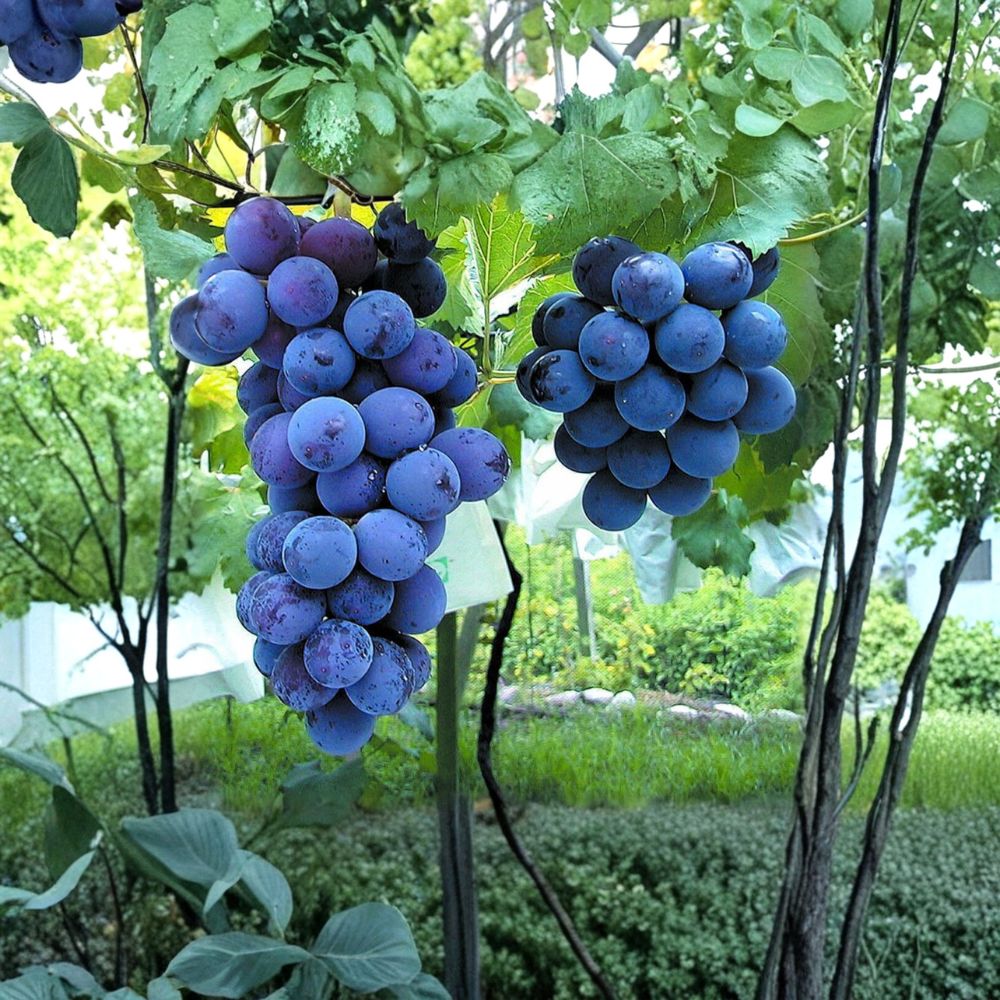 Kyoho Grape Plant - Live Vine - Sweet Purple Fruit - Vitis vinifera - Japanese Giant Grape for Backyard Vineyard - US Seller