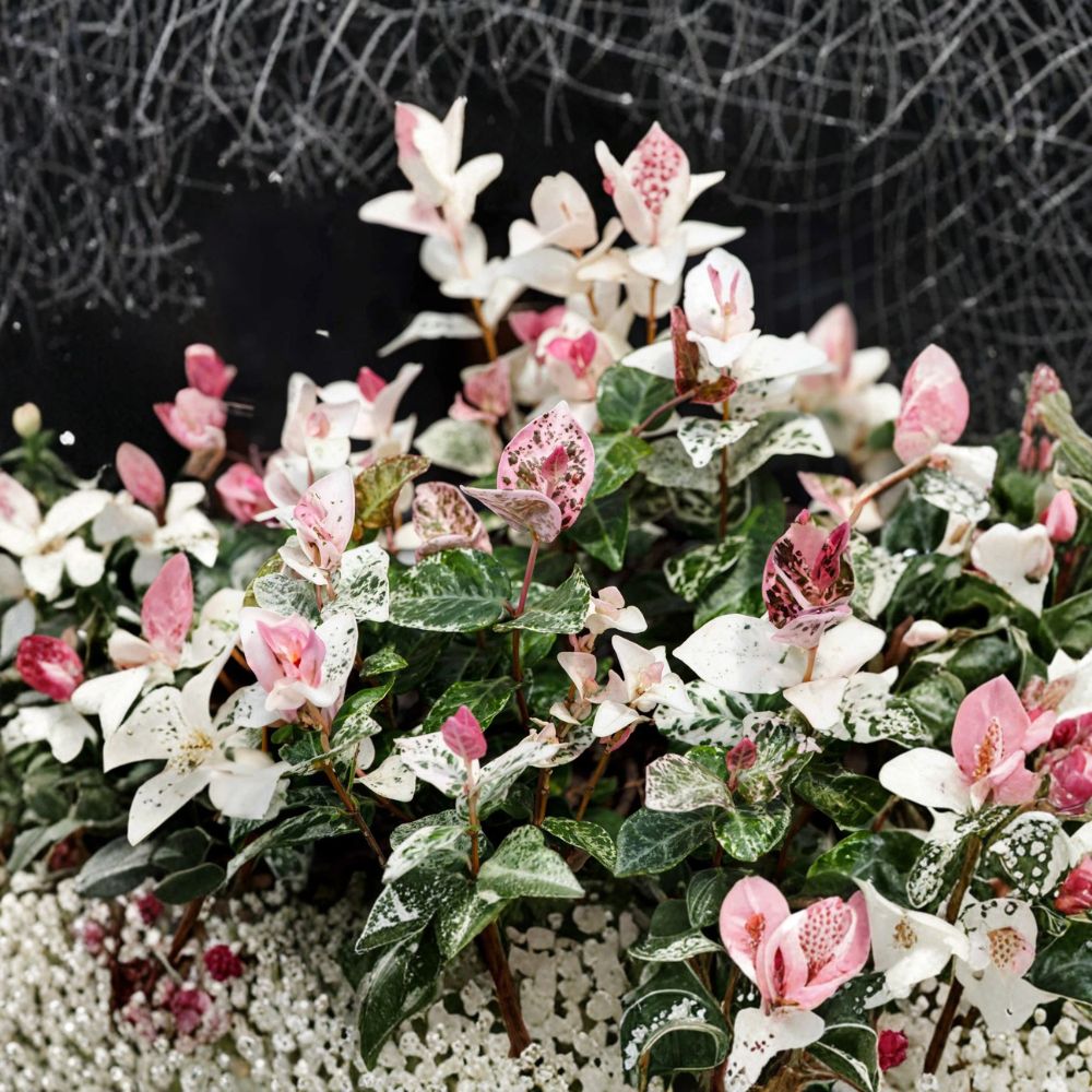 Snow-N-Summer Jasmine Seeds 5 Pack | Variegated Hardy Vine | Fragrant White Flowers | Trachelospermum asiaticum