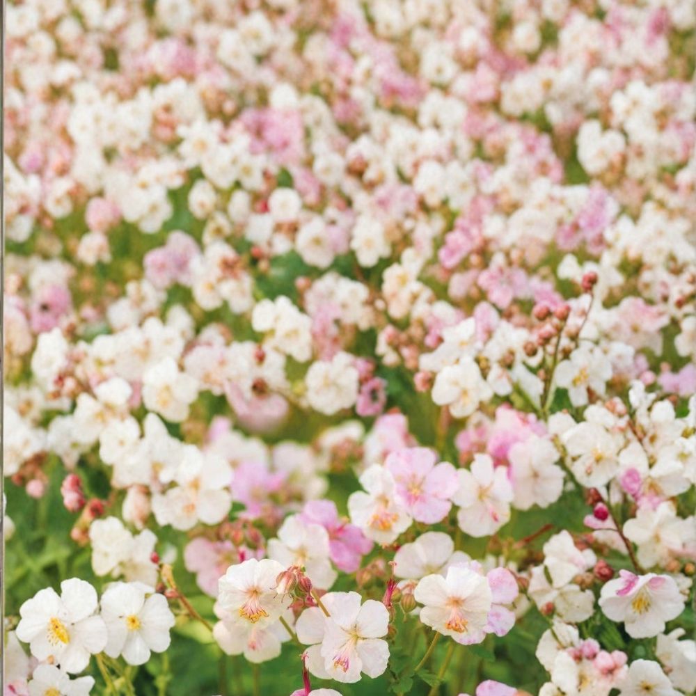 St. Ola Geranium Seeds - 25+ Premium Flower Seeds | Pelargonium x hortorum | Hardy, Easy to Grow for Containers & Gardens
