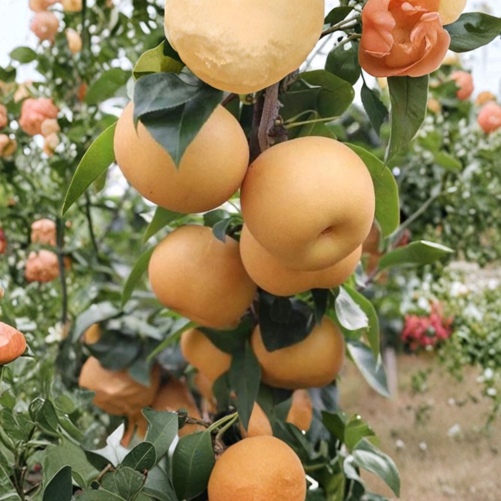 Akizuki Asian Pear Tree | 3-4 Ft Potted Grafted Tree | Sweet Crisp Japanese Fruit | Pyrus pyrifolia | Autumn Moon Pear