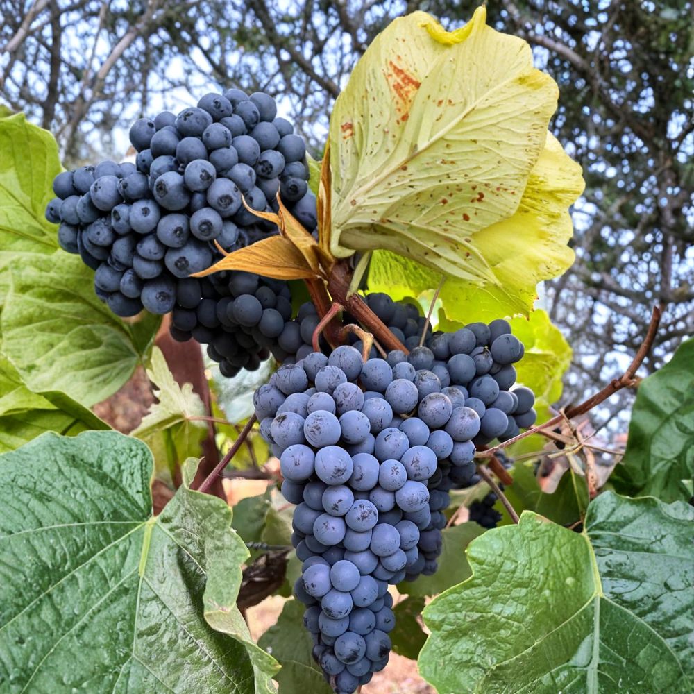 Thomcord Seedless Grape Plant - Live Starter Vine | Sweet Blue Black Grapes | Vitis vinifera | Backyard Vineyard Plant
