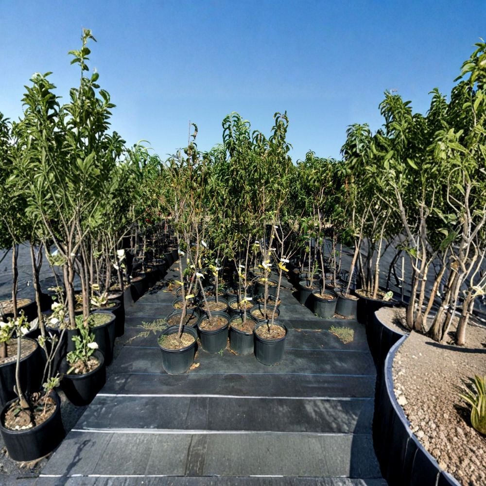 Flavortop Nectarine Tree 4–6 Feet | Sweet Freestone Variety | Self-Fertile | Prunus persica var. nucipersica 'Flavortop'