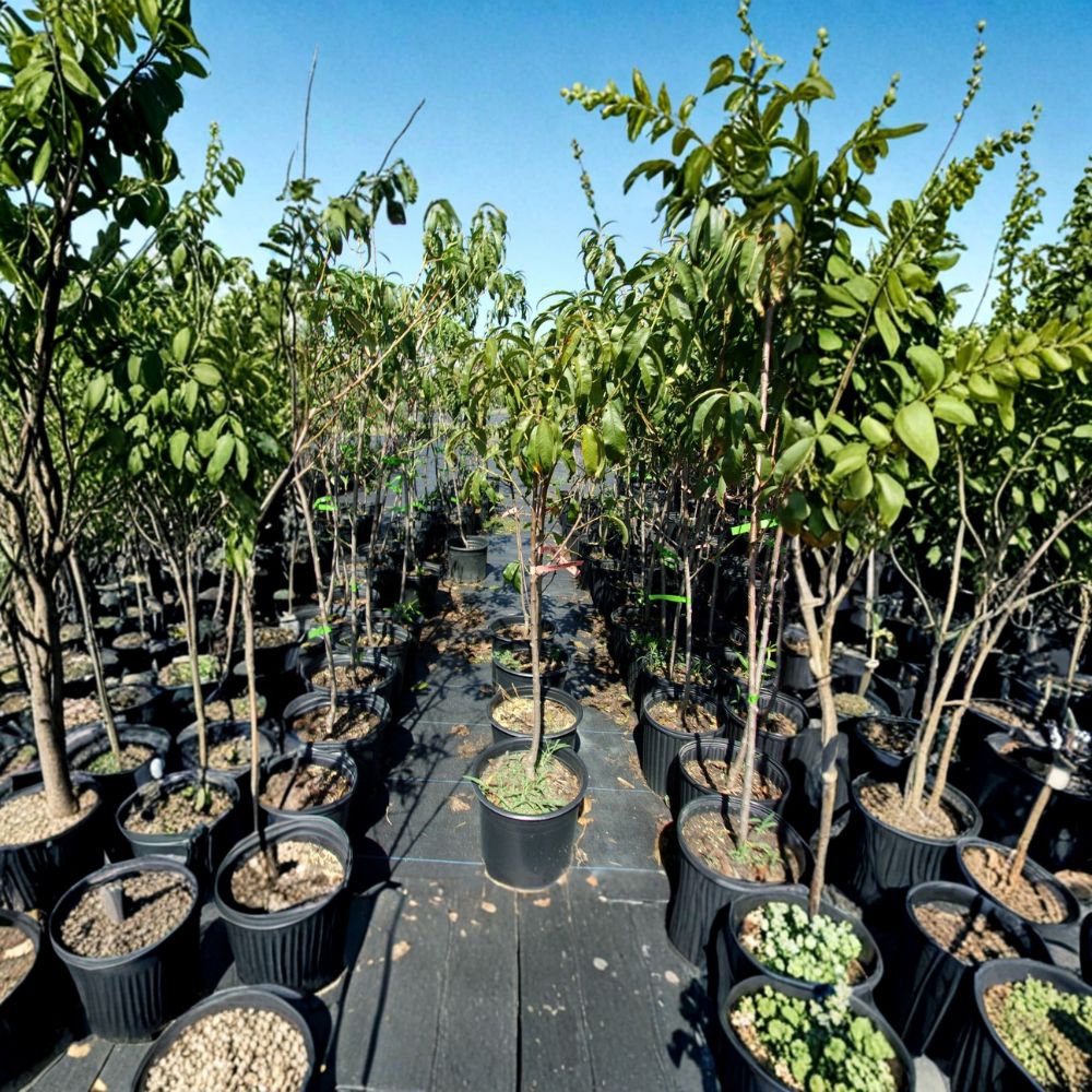 August Lady Peach Tree - Live 4-6 Feet Tall Freestone Peach Tree - Prunus persica 'August Lady' - Self-Pollinating, Easy to Grow