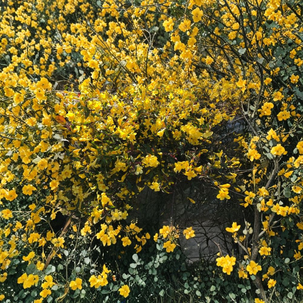 Carolina Yellow Jasmine Starter Vines, Gelsemium sempervirens, Set of 15 Rooted Plants, Climbing Flowering Vine, 8-10 Inches Tall