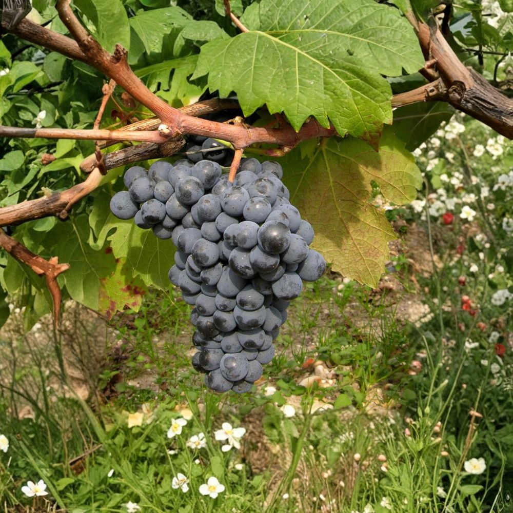 Carmine Wine Grape Vine - Live Potted Plant | Cold Hardy Red Variety | Vitis hybrid ‘Carmine’ | Ideal for Northern Climates