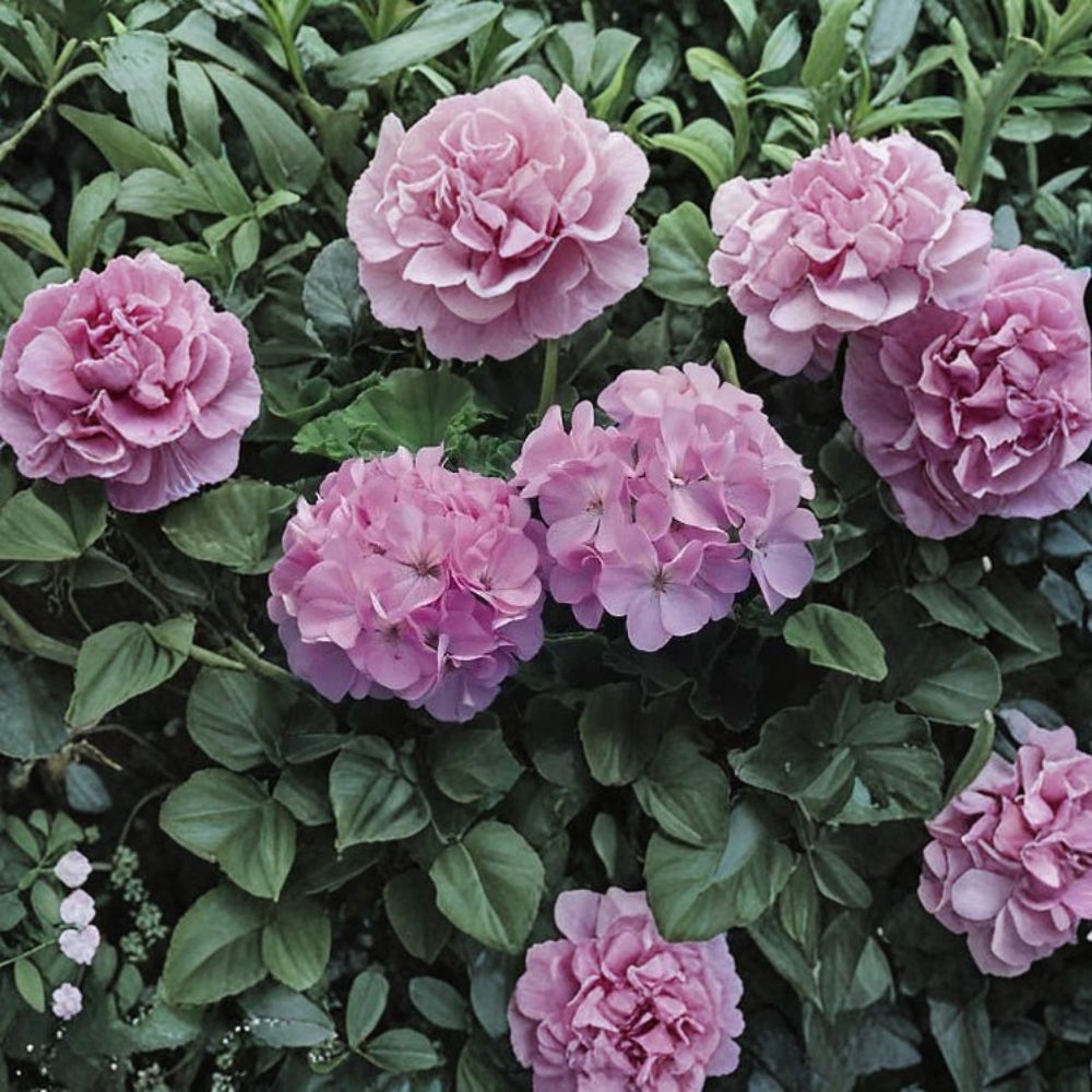 Maverick Quicksilver Geranium Seeds - 100 Pelargonium Seeds - Silvery Lavender Zonal Flowers - Easy Grow Garden Variety