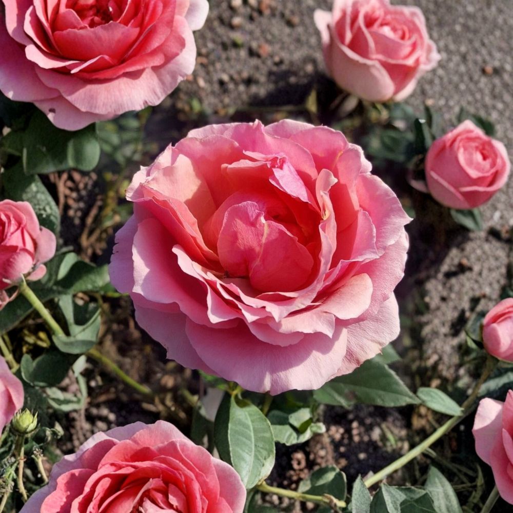 Princesse de Monaco Grandiflora Rose | 3 Gallon Live Bush Plant | Pink Bi-Color Blooms | Rosa Grandiflora 'Princesse de Monaco'