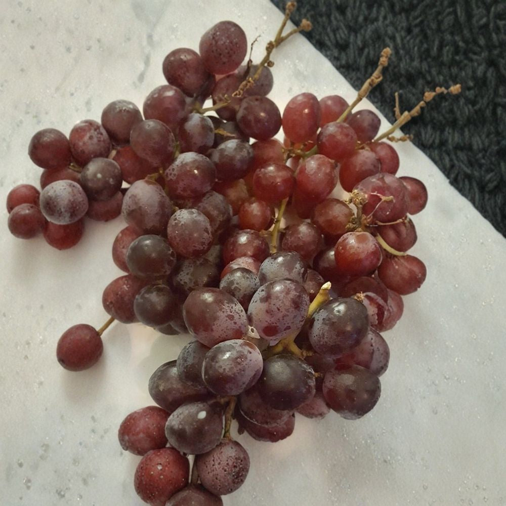 Vanessa Red Seedless Grape Vine - 1 Gallon Live Fruit Plant - Self-Fertile Red Grapes - Vitis 'Vanessa' for Home Garden