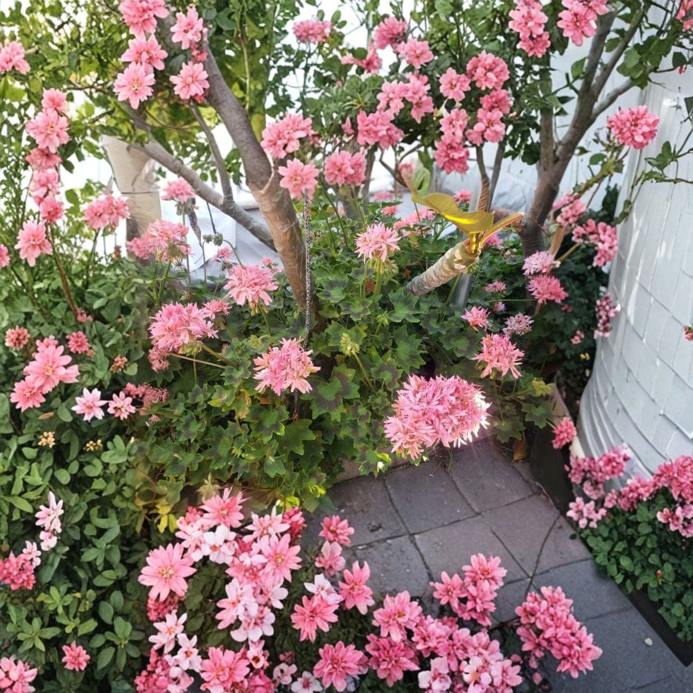 Rare Pink Flowering Geranium Plant - Hardy Pelargonium - Fast Growing Outdoor Blooming Flower - Established Live Plant
