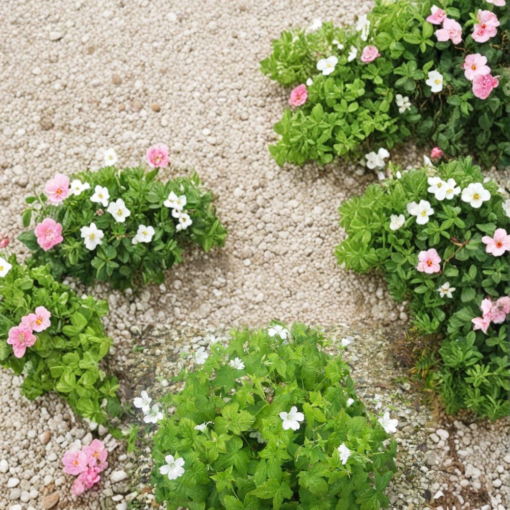 Silverwood Geranium Seeds - 25+ Premium Flower Seeds | Pelargonium spp. | Colorful Patio & Balcony Plants | Easy to Grow