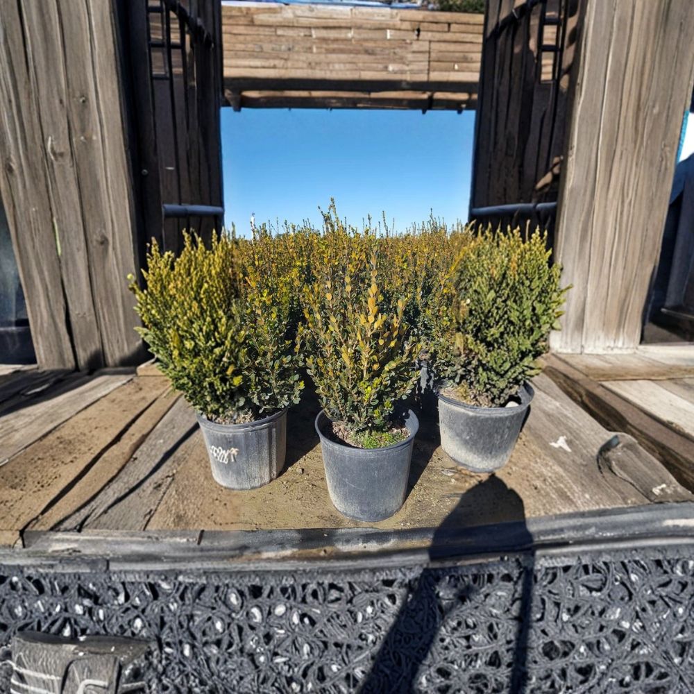 Wintergreen Boxwood Shrub 3 Gallon | Buxus microphylla | Evergreen Hedge Plant | Cold Hardy Landscaping Favorite