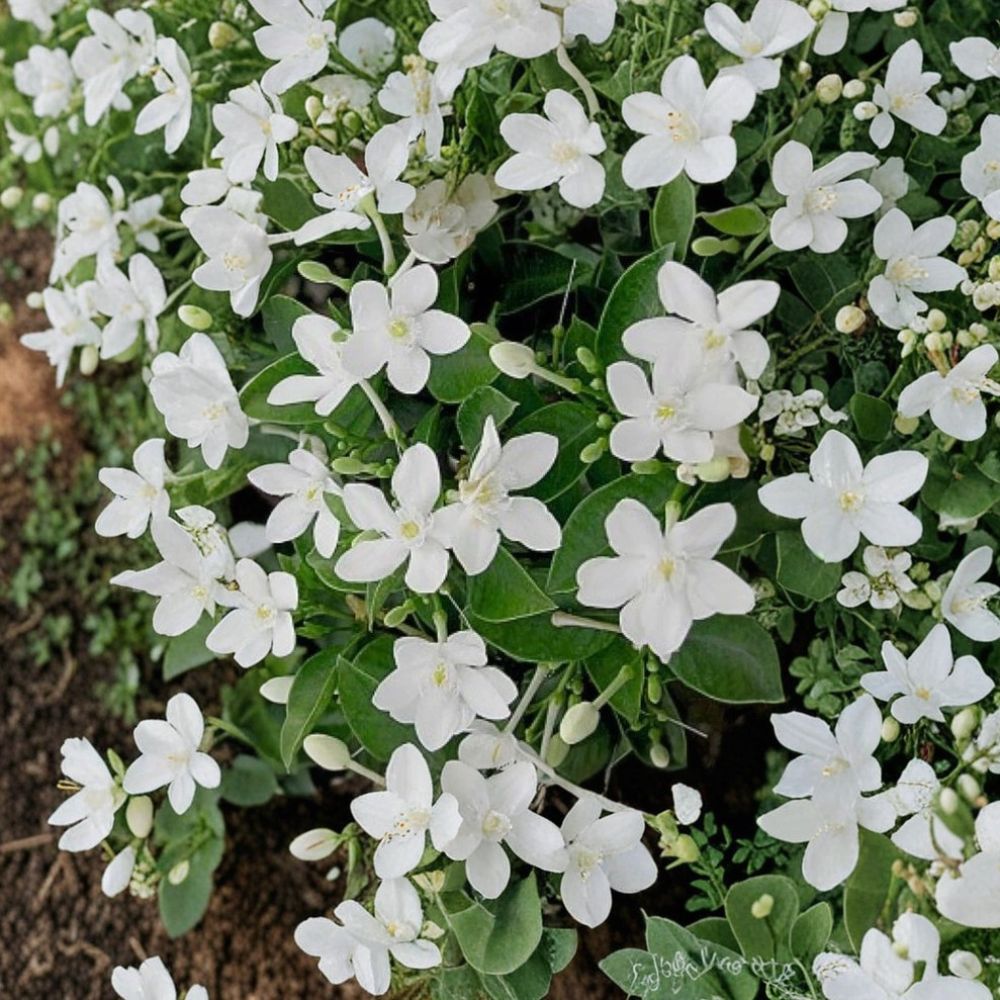 Asian Snow Jasmine Live Starter Plant | 2-8 Inch Rooted Tropical Houseplant | Fragrant White Flowers | Wrightia antidysenterica
