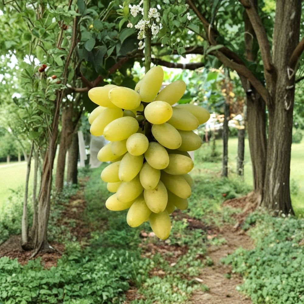 Gold Finger Grape Vine - Live Plant | Premium Japanese Table Grape | Sweet Golden Berries | Vitis vinifera hybrid ‘Gold Finger’