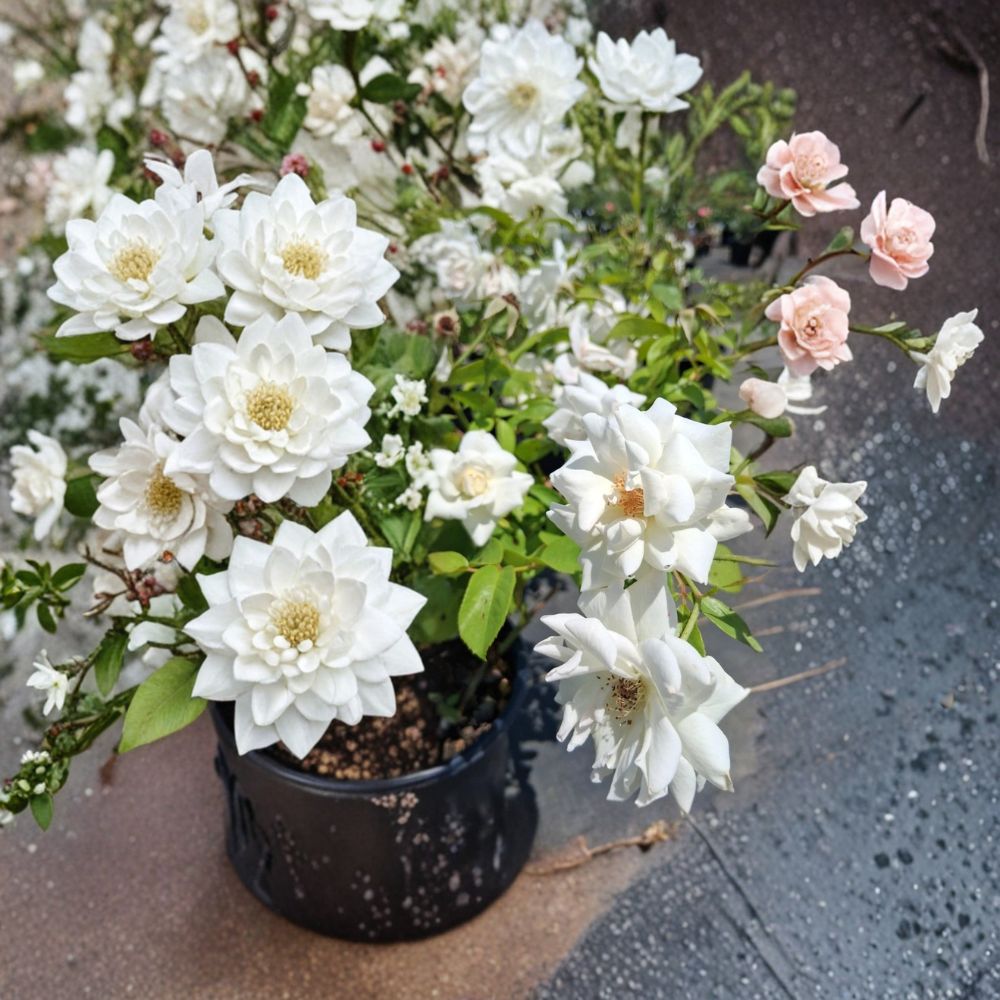 Iceberg Floribunda Rose 3 Gallon Live Bush Plant | Pure White Blooms | Rosa Floribunda 'Iceberg' | Repeat Flowering