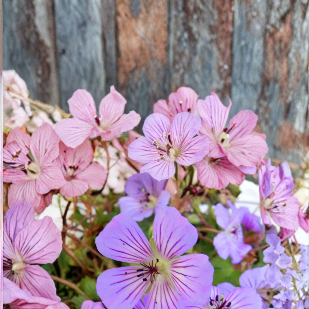 Magical Joy Geranium Seeds - 25+ Premium Flower Seeds | Pelargonium spp. | Easy to Grow | Vibrant Blooms for Containers & Garden