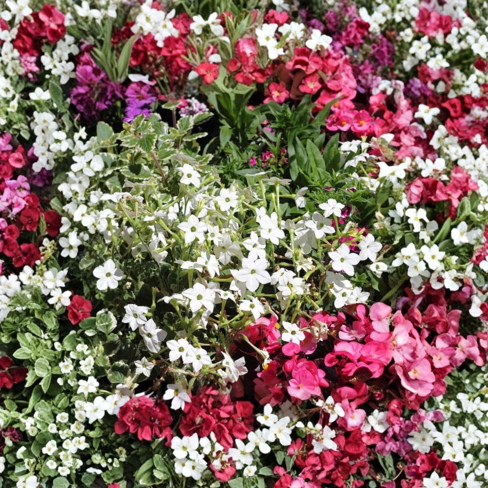 Nicotiana Alata Seeds 500 - White Jasmine Flowering Tobacco - Fragrant Night Blooming Flowers - Non-GMO Garden Seeds