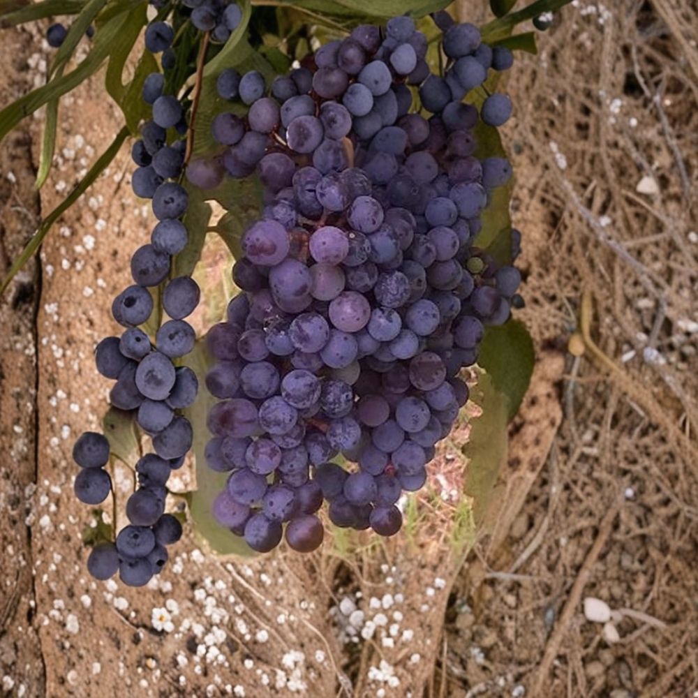 Zinfandel Wine Grape Vine – 3 Gallon Live Plant | Self-Fertile Vitis vinifera 'Zinfandel' | Easy to Grow Home Garden Vine