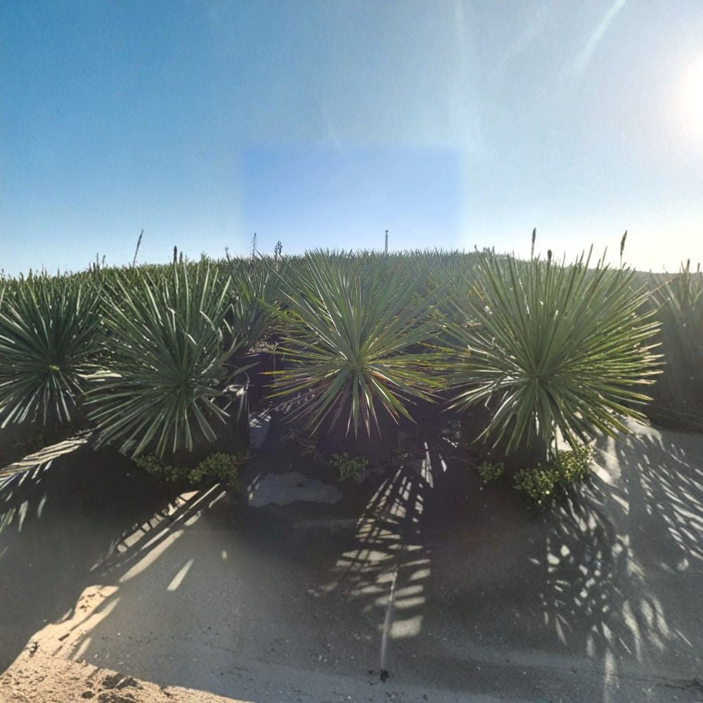 Color Guard Yucca Plant | 3 Gallon Evergreen Shrub | Variegated Foliage | Yucca filamentosa 'Color Guard' | Drought Tolerant