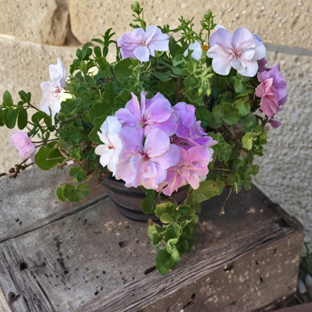 Double Soft Pink Ivy Geranium Cuttings - 8 Fresh Pelargonium Cuttings for Rooting - Trailing Pink Geraniums, Pelargonium peltatum