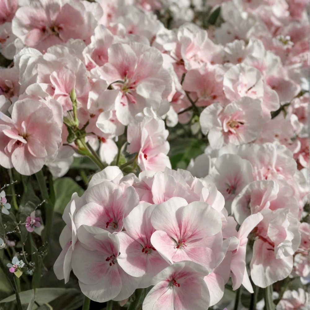Maverick Appleblossom Geranium Seeds | 25+ Seeds | Pelargonium x hortorum | Soft Pink & White Blooms | Easy to Grow for Garden & Patio