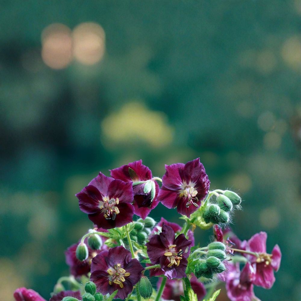 Springtime Geranium Seeds - 25+ Pelargonium Flower Seeds for Vibrant Blooms - Easy to Grow, Container Friendly