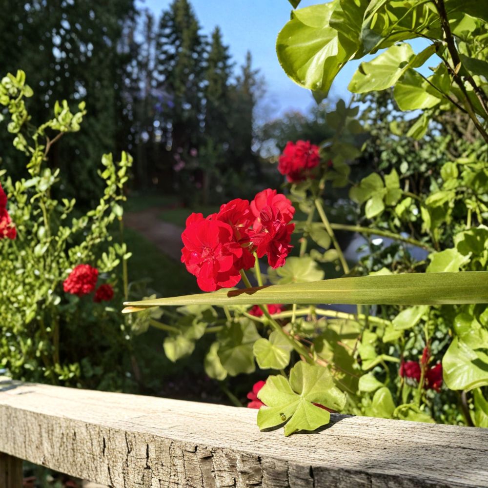 True Red Ivy Geranium Cuttings | 5 Unrooted 6 Inch Cuttings | Pelargonium Peltatum | Trailing Blooms for Hanging Baskets
