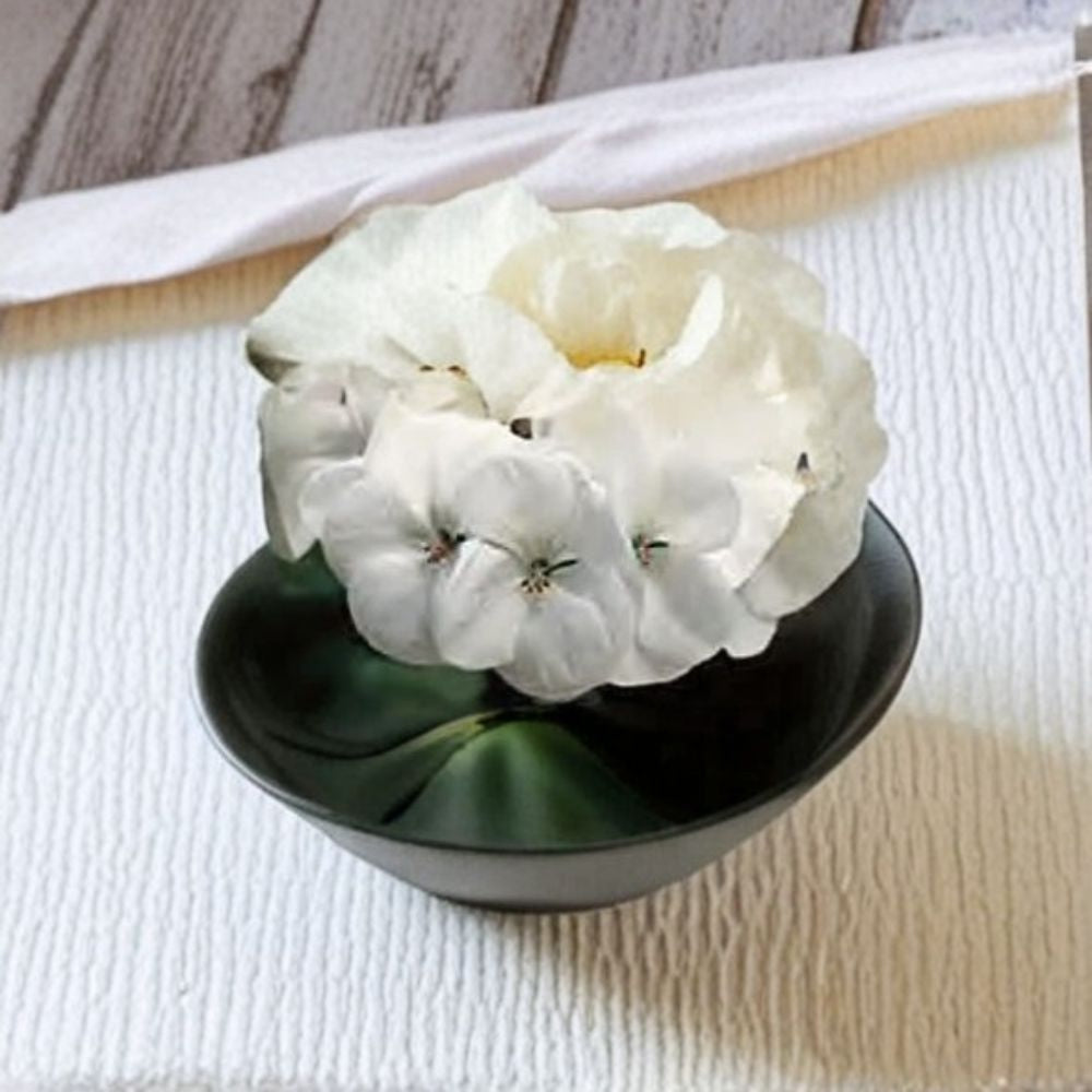 Geranium Seeds | 1,000 Seeds | Pinto Premium White | Pelargonium x hortorum | Snow White Blooms | Easy to Grow, Pot Friendly