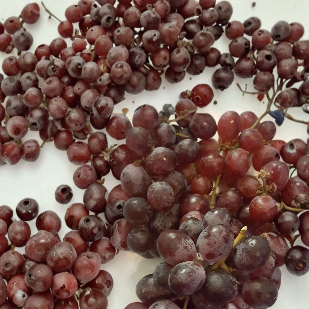 Red Globe Grape Vine | 1 Gallon Live Plant | Self-Fertile Red Grapes | Vitis vinifera 'Red Globe' | Easy Home Garden Fruit