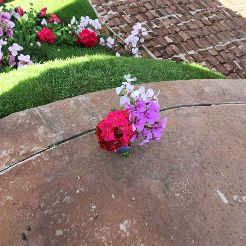 Ivy Geranium Cuttings – 9 Fresh Pelargonium Cuttings, Four Color Collection for Rooting (Pelargonium peltatum)
