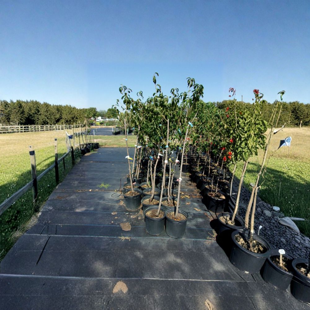 Harko Nectarine Tree Live Fruit Tree | Prunus persica var. nucipersica | Self-Fertile | Sweet Yellow Flesh | 4–6 Feet Tall