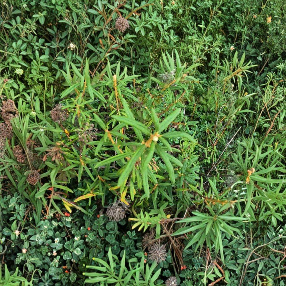 Labrador Tea Live Plant Rhizome | Rhododendron groenlandicum | Cold Hardy Native Shrub | Acid Soil Loving Herbal Plant