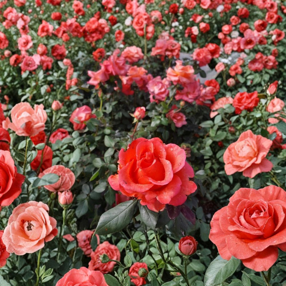 Ring of Fire Hybrid Tea Rose Live Plant | 1 Gallon Bush | Fiery Red Orange Blooms | Rosa 'Ring of Fire'