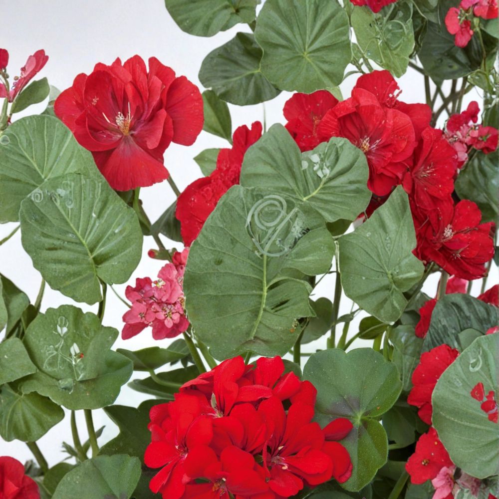 Precision Scarlet Red Ivy Leaf Geranium Seeds - 25+ Pelargonium peltatum Flower Seeds for Hanging Baskets & Containers