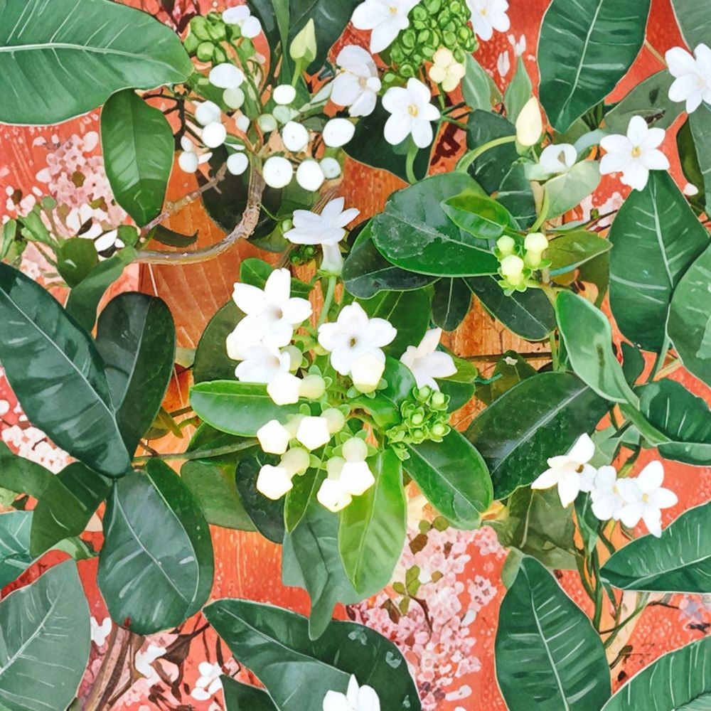 Madagascar Jasmine Seeds - 50 Seeds - Fragrant Wedding Flower Vine - Stephanotis floribunda - Tropical Climbing Plant