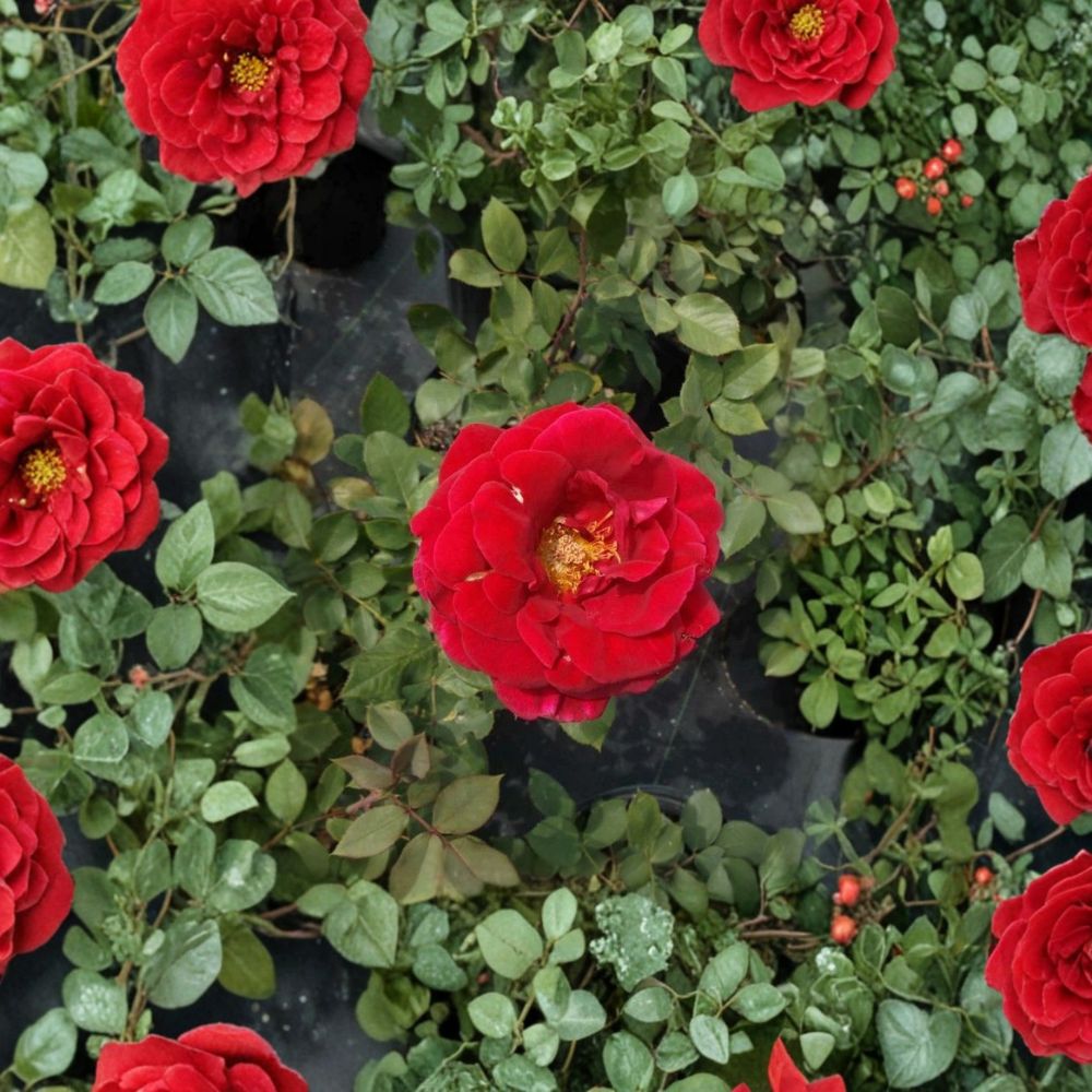 Mr. Lincoln Hybrid Tea Rose Plant | 2 Gallon | Deep Red Blooms | Fragrant | Rosa Hybrid Tea 'Mr. Lincoln'