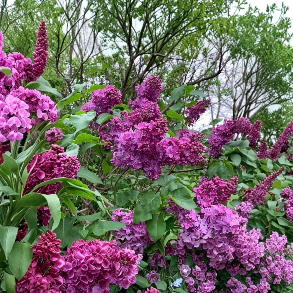 Charles Joly Lilac Plant | 3 Ft Potted | Double Dark Red Flowers | Syringa vulgaris ‘Charles Joly’ | Fragrant Shrub